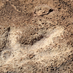 Potash Road Dinosaur Track