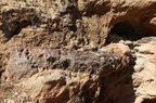 Mill Canyon Dinosaur Bones 201409 UT003