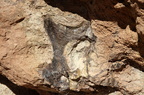 Mill Canyon Dinosaur Bones 201409 UT004