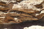 Mill Canyon Dinosaur Bones 201409 UT005