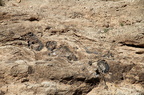 Mill Canyon Dinosaur Bones 201409 UT006